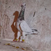 کبوتر .کفتر .کاریر