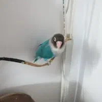 یک عدد طوطی برزیلی رام و نژاد نقاب دار ماداگاسکاری