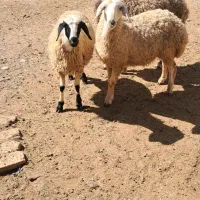 بره فروشی|حیوانات مزرعه|ساروق, |دیوار
