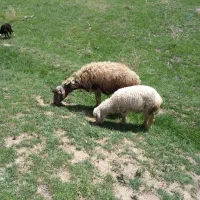 ۳ راس میش بره