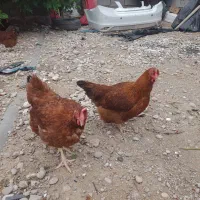 مرغ تخم گذار