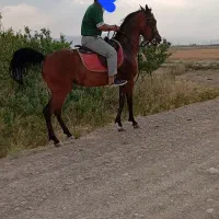 مادیان کرد آبستن با سهیل حیدر،استایل نریونی