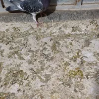 پرندهادرجه۱|پرنده|شوشتر, |دیوار