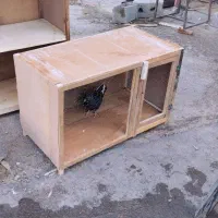 پرنده و جفت کن|پرنده|ساوه, |دیوار