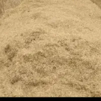 کاه کسن خورد شده گونی شده دهنو میلاس