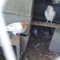 کبوتر کاکل زرد|پرنده|فیروزآباد (آذربایجان), |دیوار