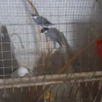 دو جفت مرغ عشق انگلیسی|پرنده|بوشهر, |دیوار