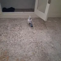 کبوتر پرشی|پرنده|ری, فیروزآبادی|دیوار