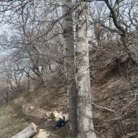 خرید.قطع برش انواع درخت وچوب سقفی