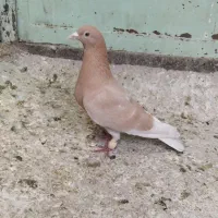 زرد دم سفید پلاکی