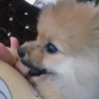 حیوانات خانگی