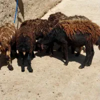 بره نر