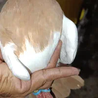 کبوتر