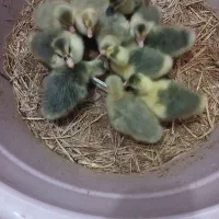 فروش جوجه غاز محلی