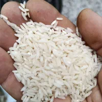 فروش برنج