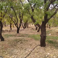 باغ|فروش زمین و ملک کلنگی|سامان, |دیوار