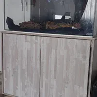 فروش آکواریوم|ماهی|شیراز, تاچارا|دیوار