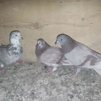 کفتر فروشی|پرنده|قم, علی آباد سعدگان|دیوار