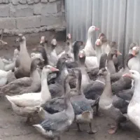 غاز|حیوانات مزرعه|اردبیل, |دیوار