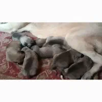 توله سرابی نسل هوزی اذربایجان