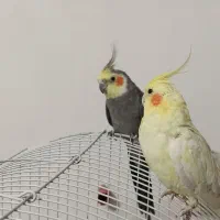 فروش پرنده عروس