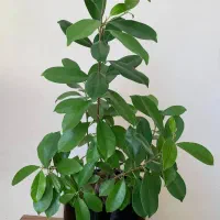 گل بونسای