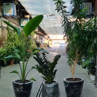 زاموفیلیا (سوپر بلک سبز ابلغ شرابی) درختچه جاودان