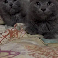 بچه گربه|گربه|تهران, شهرآرا|دیوار