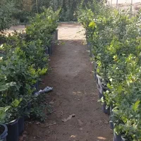 فروش نهال صنوبر تبریزی ،یاس و خیزران