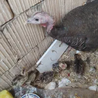 بوقلمون باجوجه