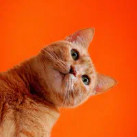 فروش ویژه غذا گربه ایرانی   غذای حمایتی گربه