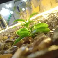 اجاره‌کوتاه‌مدت‌ویلا‌وباغ«ساعت،روزانه»|اجارهٔ کوتاه‌مدت ویلا و باغ|ورامین, ورامین|دیوار