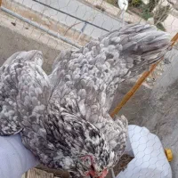 مرغ و خروس گلین