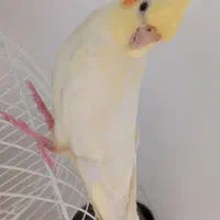 عروس هلندی لوتینو