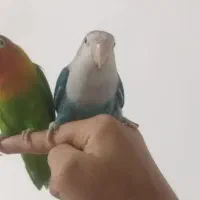 گمشده|حیوانات|بندر گناوه, |دیوار