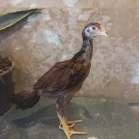 جوجه لاری اصیل