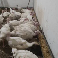 فروش جوجه بوقلمون گوشتی بیوتیک 6|حیوانات مزرعه|بیرجند, |دیوار