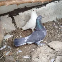 کفتر زاغ پولکی پاچه سفید تودم سفید|پرنده|قم, آذر (نکویی)|دیوار