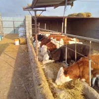 فروش گوساله نمونه جنس نژاد سیمینتال