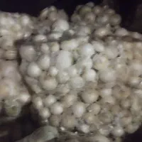 پیاز درجه ۱