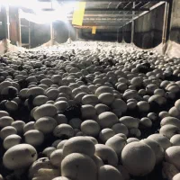 واگذاری سالن پرورش قارچ|فروشگاه و مغازه|قم, جمکران|دیوار