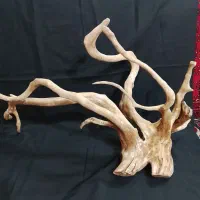 درختچه‌ی تزئینی آکواریوم
