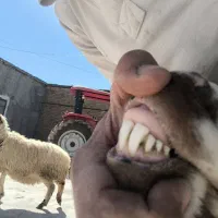 میش بره|حیوانات مزرعه|بیرانوند, |دیوار