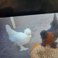 مرغ