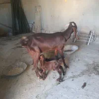 بز دوقلو|حیوانات مزرعه|سیوان, |دیوار