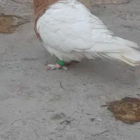 فروش چند عدد طوقی