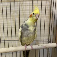 عروس هلندی نر بالغ|پرنده|رباطکریم, رباطکریم|دیوار