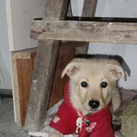 سگ .