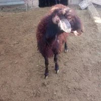 بره هایه پرواری