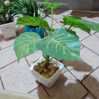 گلدان|گل مصنوعی|اندیمشک, |دیوار